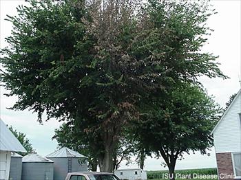 پژمردگی نارون  Dutch Elm Disease
